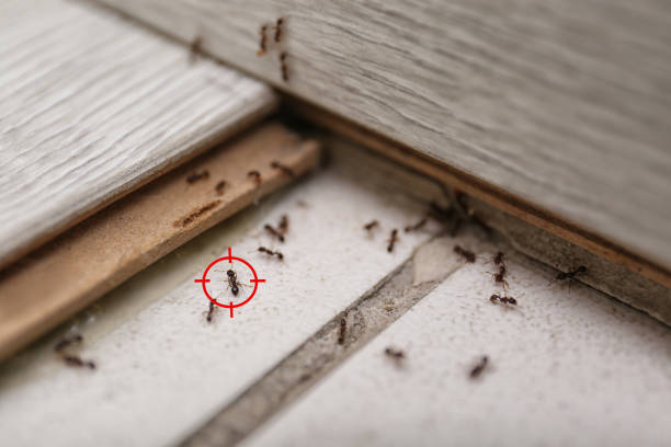 Pest Control for Restaurants in Hawaiian Ocean View, HI