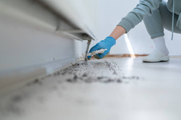 Professional Pest Control in Hawaiian Ocean View, HI